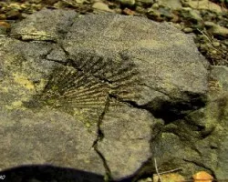 Huella de Mares Antiguos