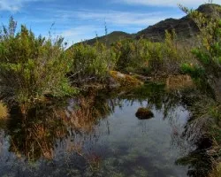 Reflejos en la Chusquea