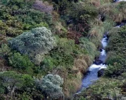 Talari Primaveral
