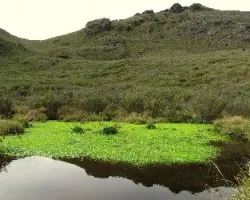 Lirios en el Páramo