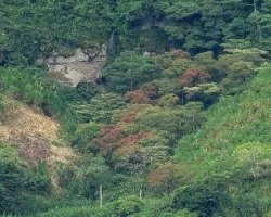 Otoño a la Tica