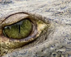 Mirada que Mata