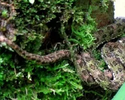 Camuflada