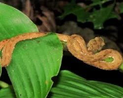 Bothriechis schlegelii
