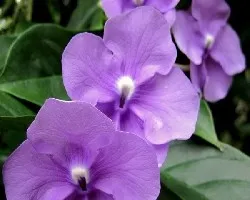 Violeta en Hilera
