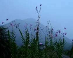 Orquídeas y Volcán