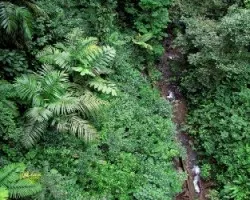 Bosque Tropical