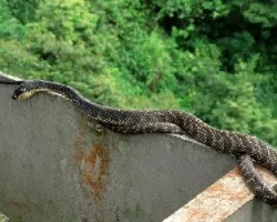 Reptil en las Vías
