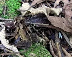 Manchitas de Terciopelo
