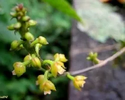 Orquídea Miniatura ?