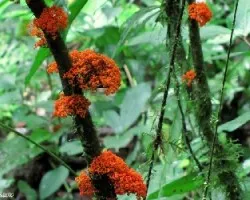 Flores o Frutos ?