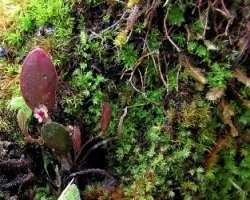 La Orquídea Más Pequeña ?