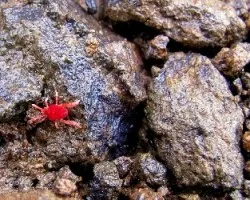 Arácnido ? Miniatura