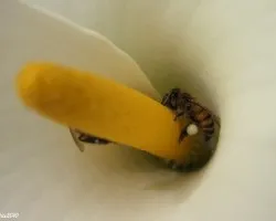 Polinizando en Profundidad