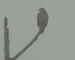 Totem de Gavilán 