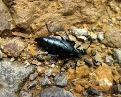 De Chaleco Negro