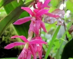 Orquídea de Altura