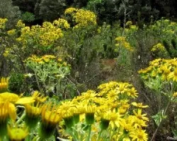 Páramo en Flor