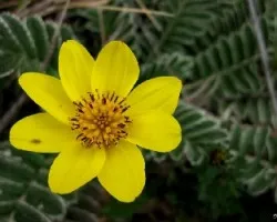 Flor en el Páramo
