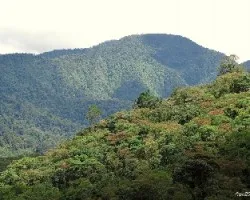 Bosques y Montañas