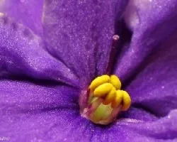 Corazón de Violeta