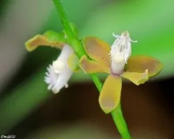 Otra Orquídea Miniatura