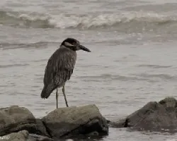Pescador Vespertino