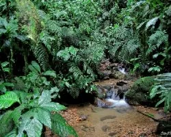 Por el Sendero Helecho Azul