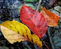 Otoño en La Marta