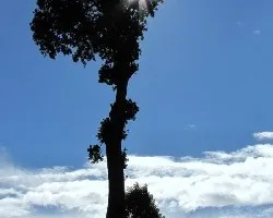 El Arbol y la Estrella