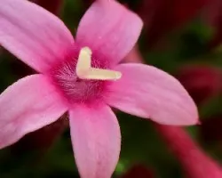 Rosado Velludo