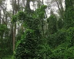Invasión de Verdor