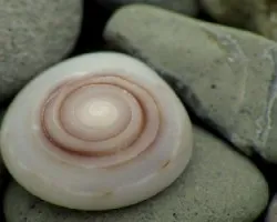 Espiral Marina
