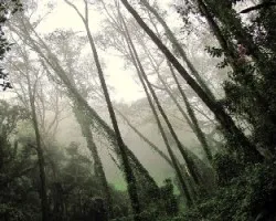 Hacia La Luz