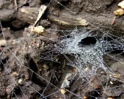 Una Guarida de Perlas