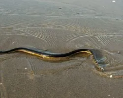 Serpiente de Mar Amarilla ( Pelamis platurus)
