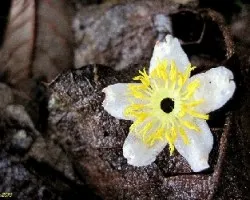 Flor Radiante