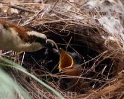 Thryothorus modestus