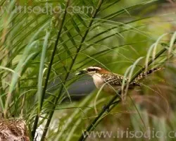 Campylorhynchus rufinucha