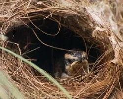 Campylorhynchus rufinucha