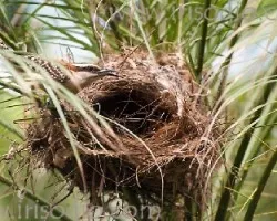 Campylorhynchus rufinucha