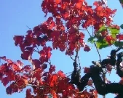 EL COLOR DE LAS VIíâ€˜AS EN OTOíâ€˜O