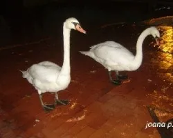 PERO MIRA A LA CÁMARA QUE NOS ESTAN HACIENDO UNA FOTO CHICO !!