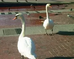 ALAAA QUIEN VIENE POR AHI !! PUES ANDA QUE POR AHI !!
