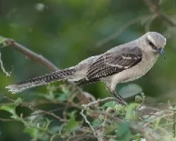 Mama en su nido