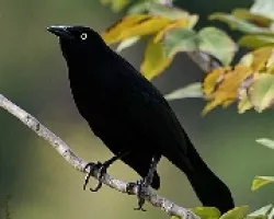 Una mas del negrito....