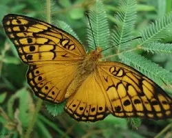 Agraulis vanillae