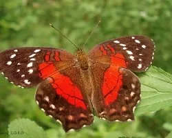 Anarthia amathea