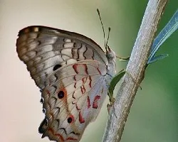 Anarthia Jatrophae al contraluz