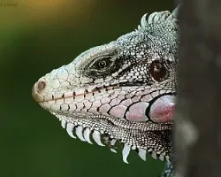 Saliendo de la Cueva (La Iguana Blanca)